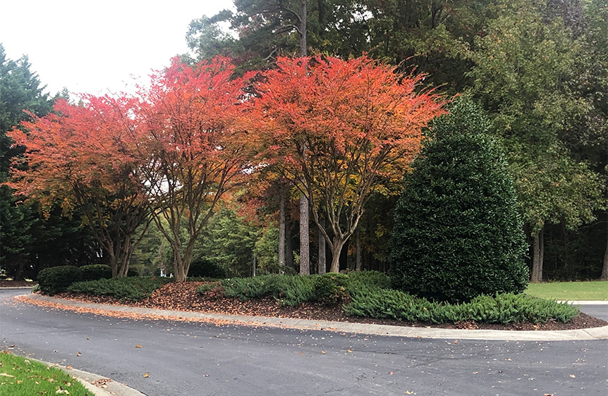 Fall leaves on crepe myrtles at the Edgewood Townhomes entry